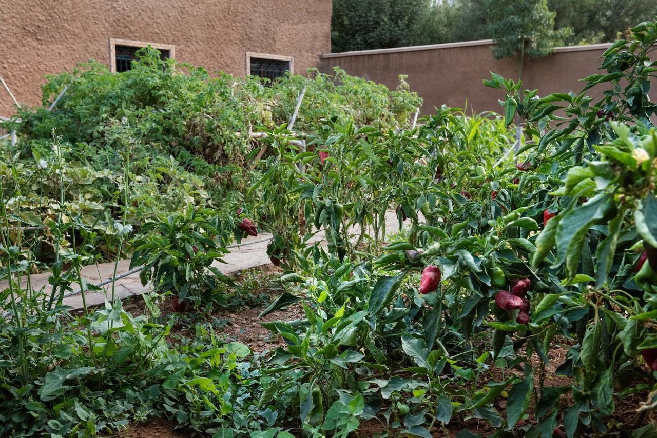 Ouirgane Ecolodge エクステリア 写真