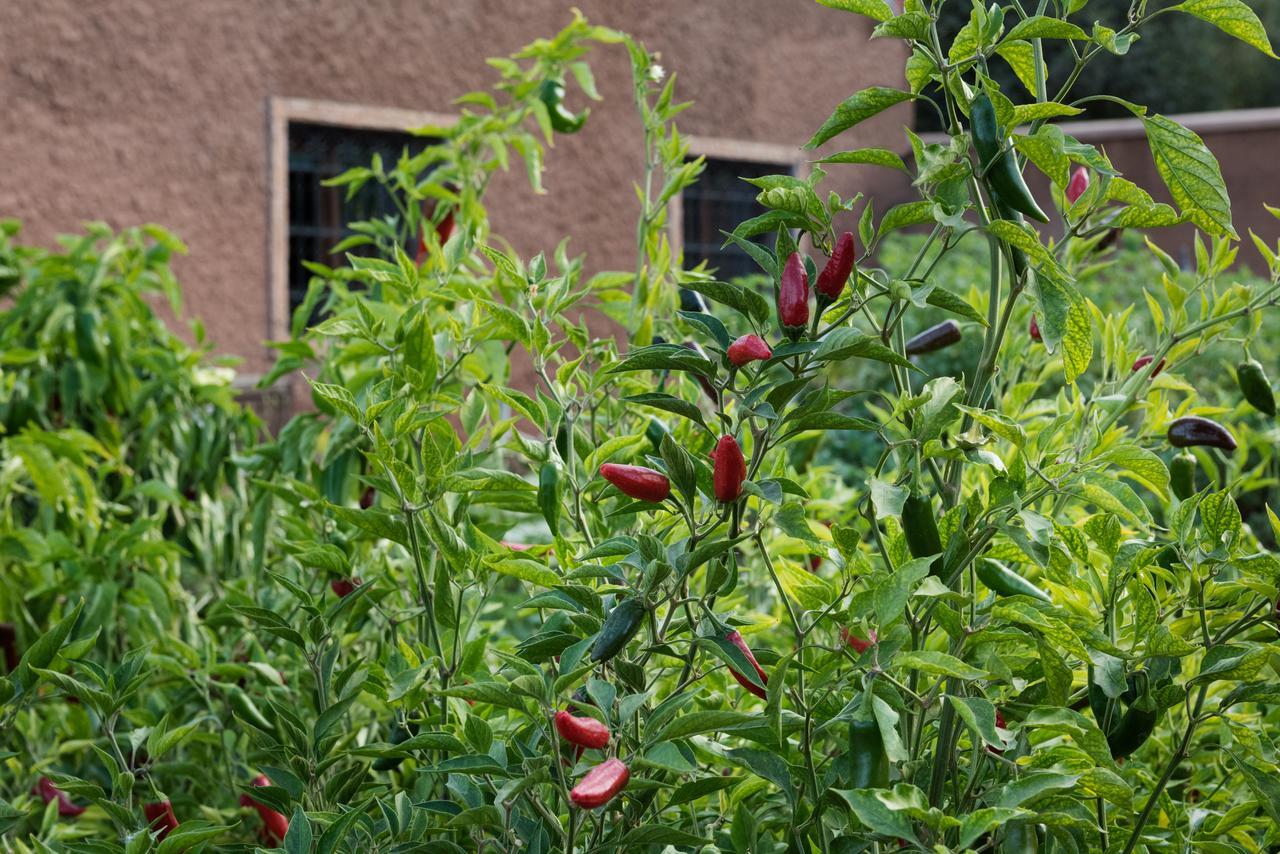 Ouirgane Ecolodge エクステリア 写真